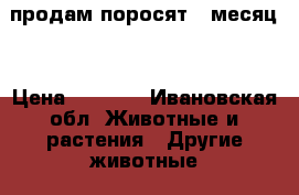 продам поросят 1 месяц  › Цена ­ 4 000 - Ивановская обл. Животные и растения » Другие животные   . Ивановская обл.